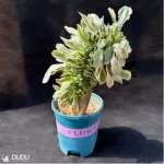 Aeonium Undulatum variegated Cristata - Image 2