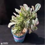 Aeonium Undulatum variegated Cristata - Image 3