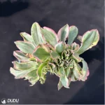 Aeonium Undulatum variegated Cristata - Image 4