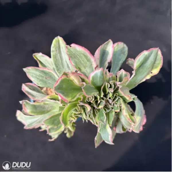 Aeonium Undulatum variegated Cristata - Image 4