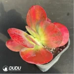 Kalanchoe luciae f. variegated