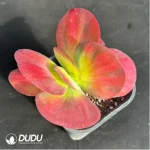 Kalanchoe luciae f. variegated - Image 2