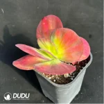 Kalanchoe luciae f. variegated - Image 3