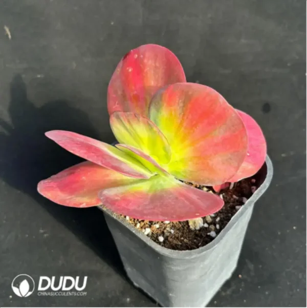 Kalanchoe luciae f. variegated - Image 3