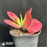 Kalanchoe luciae f. variegated - Image 4