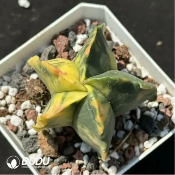 Cactus-Astrophytum myriostigma Variegate - Image 1