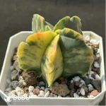 Cactus-Astrophytum myriostigma Variegate - Image 2