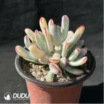 Cotyledon orbiculata. Variegated
