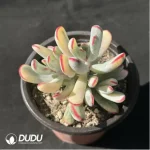 Cotyledon orbiculata. Variegated - Image 2
