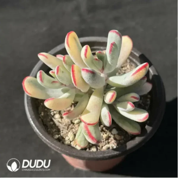 Cotyledon orbiculata. Variegated - Image 2