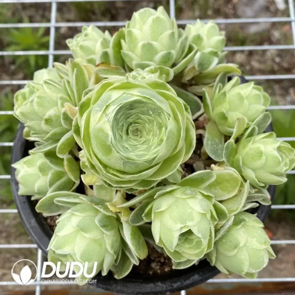 1756118799-1747280707-e-1.webp Aeonium Greenovia Variegated Clustering - Image 1