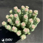 (Chemically variegation)(Scattered)Crassula Jade Necklace Variegated Clustering