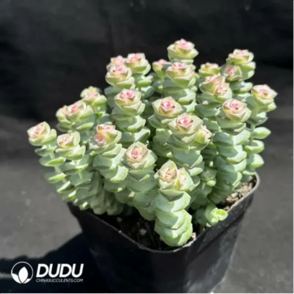 (Chemically variegation)(Scattered)Crassula Jade Necklace Variegated Clustering - Image 2