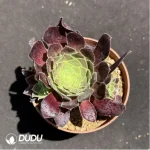 Aeonium Sunglow variegated