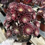 Aeonium Zwartkin Variegated Clustering - Image 2