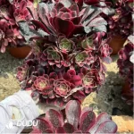 Aeonium Caput-Medusae Variegated Clustering