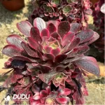 Aeonium Caput-Medusae Variegated Clustering - Image 2