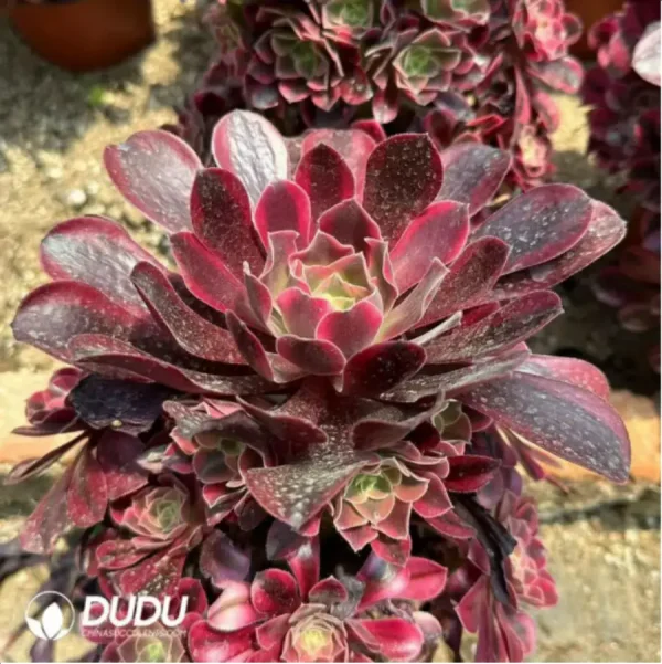 Aeonium Caput-Medusae Variegated Clustering - Image 2