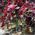 Aeonium Chanel Variegated Clustering