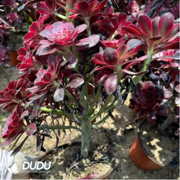 Aeonium Chanel Variegated Clustering - Image 1