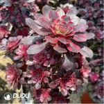 Aeonium Chanel Variegated Clustering - Image 2
