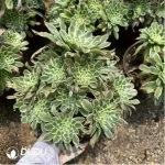 Aeonium Bilang Variegated Clustering