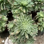 Aeonium Bilang Variegated Clustering - Image 2