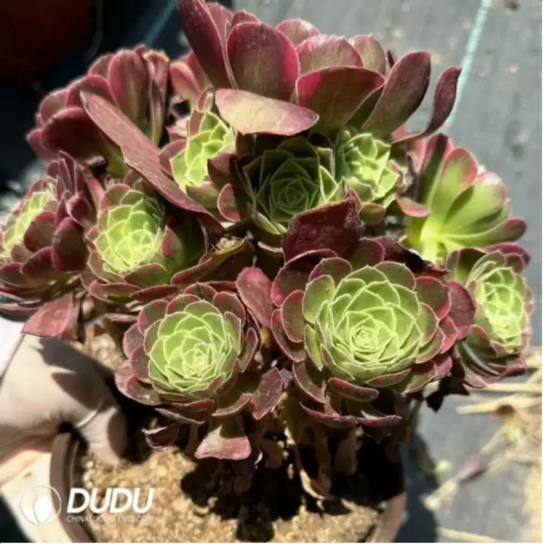 200MM Aeonium Halloween Variegated Clustering - Image 2