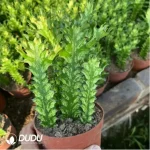 (Rooted Cutting)Euphorbiaceae-Euphorbia-Trigona Variegated(5PCS)