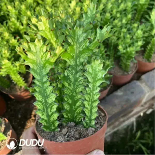 1756118822-1-2057.webp (Rooted Cutting)Euphorbiaceae-Euphorbia-Trigona Variegated(5PCS) - Image 1