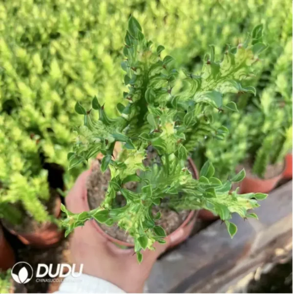 (Rooted Cutting)Euphorbiaceae-Euphorbia-Trigona Variegated(5PCS) - Image 2