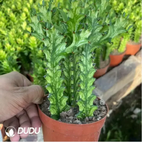 1756118824-1-2058.webp Euphorbiaceae-Euphorbia-Trigona Variegated - Image 1