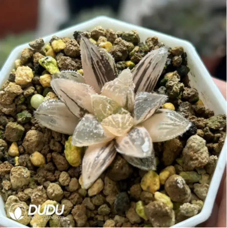 1756118829-1-1961.webp Haworthia Kegazato variegated - Image 1