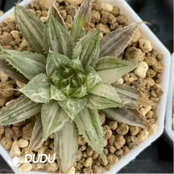 1756118834-1-1674.webp Haworthia Qvshui Variegated - Image 1