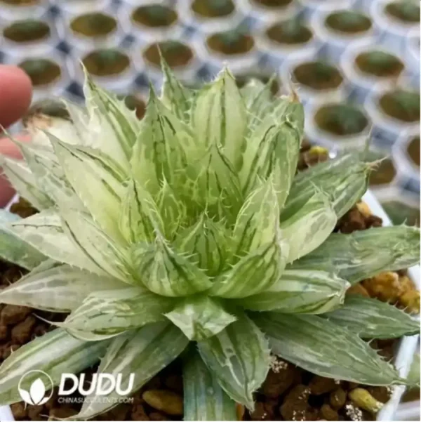 Haworthia Qvshui Variegated - Image 1