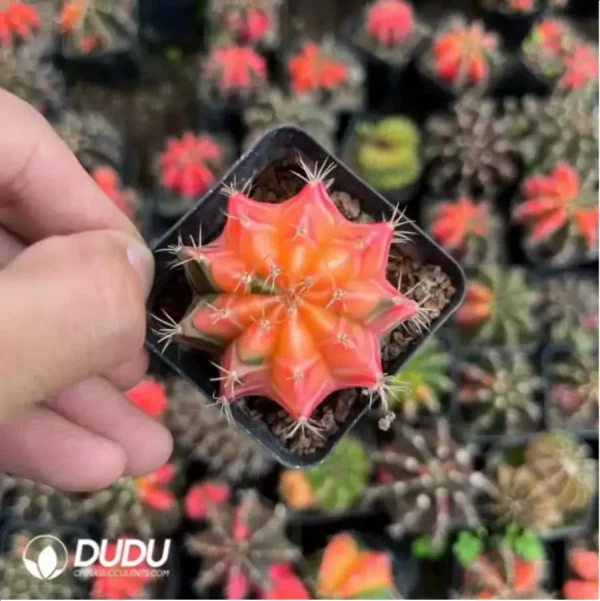 1756118842-1-1402.webp Gymnocalycium stenopleurum Variegated - Image 1