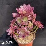 Aeonium Zwartkin Variegated Clustering