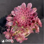 Aeonium Zwartkin Variegated Clustering - Image 2