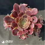 Aeonium super bang variegated Clustering