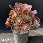 Aeonium super bang variegated Clustering - Image 2