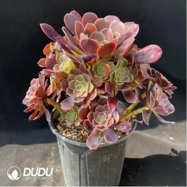 Aeonium super bang variegated Clustering - Image 2
