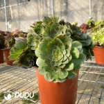 Aeonium Halloween Variegated Clustering