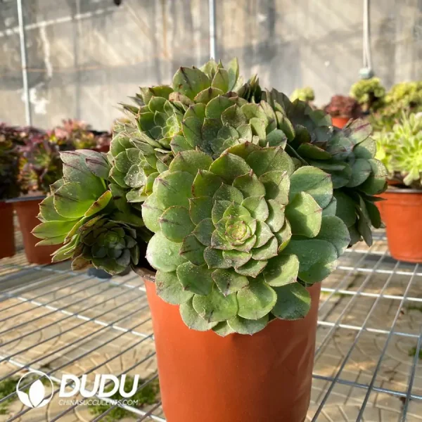 1756118847-e201-250.webp Aeonium Halloween Variegated Clustering - Image 1