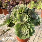 Aeonium Halloween Variegated Clustering - Image 2