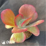 Kalanchoe luciae f. variegated