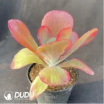 Kalanchoe luciae f. variegated - Image 2