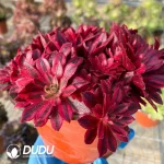 Aeonium Phoenix Variegated Clustering