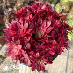 Aeonium Phoenix Variegated Clustering - Image 2