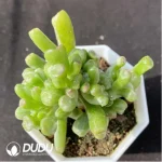 Crassula Obliqua Gollum Variegated
