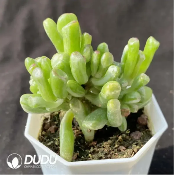 Crassula Obliqua Gollum Variegated - Image 2